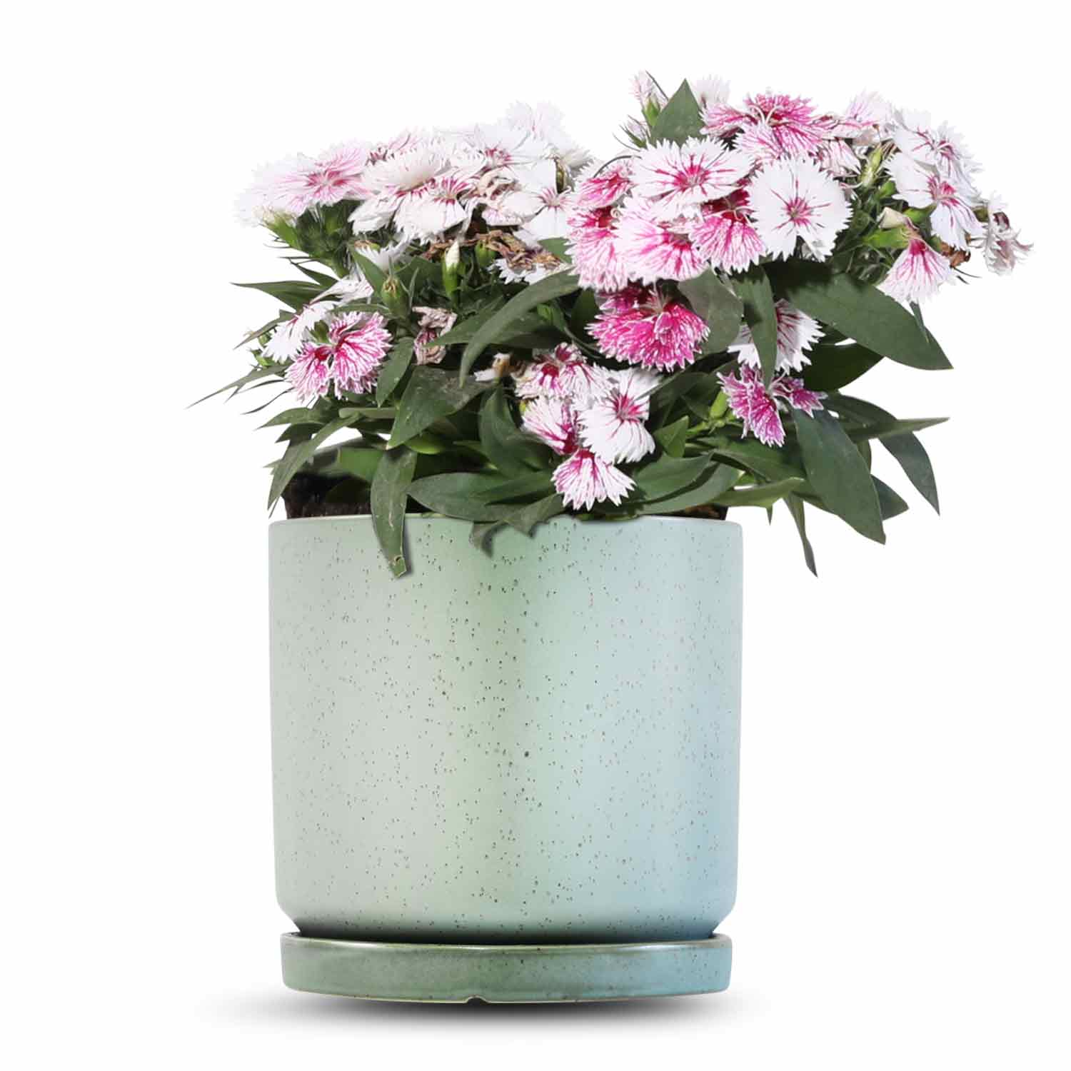 כלי ירוק בהיר נקודות