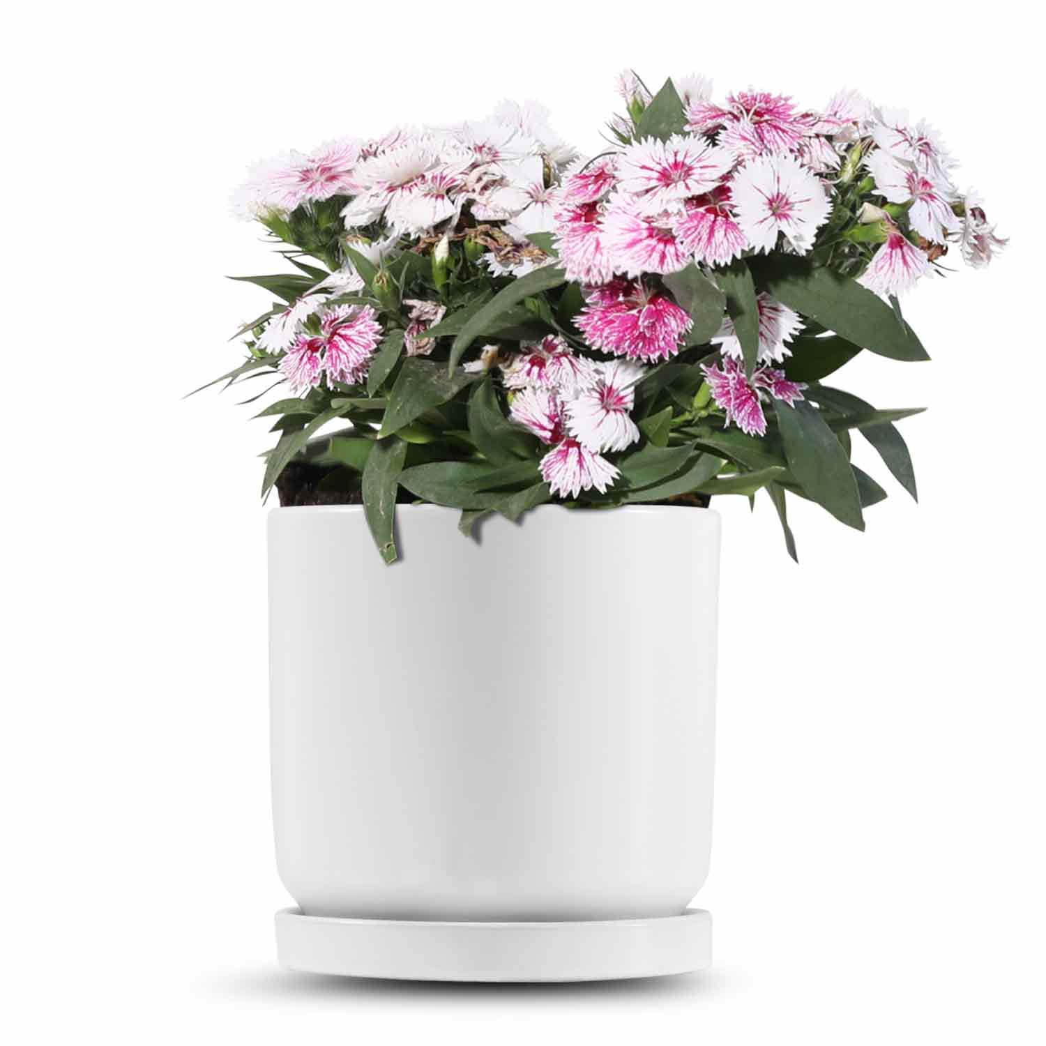 כלי לבן חלק