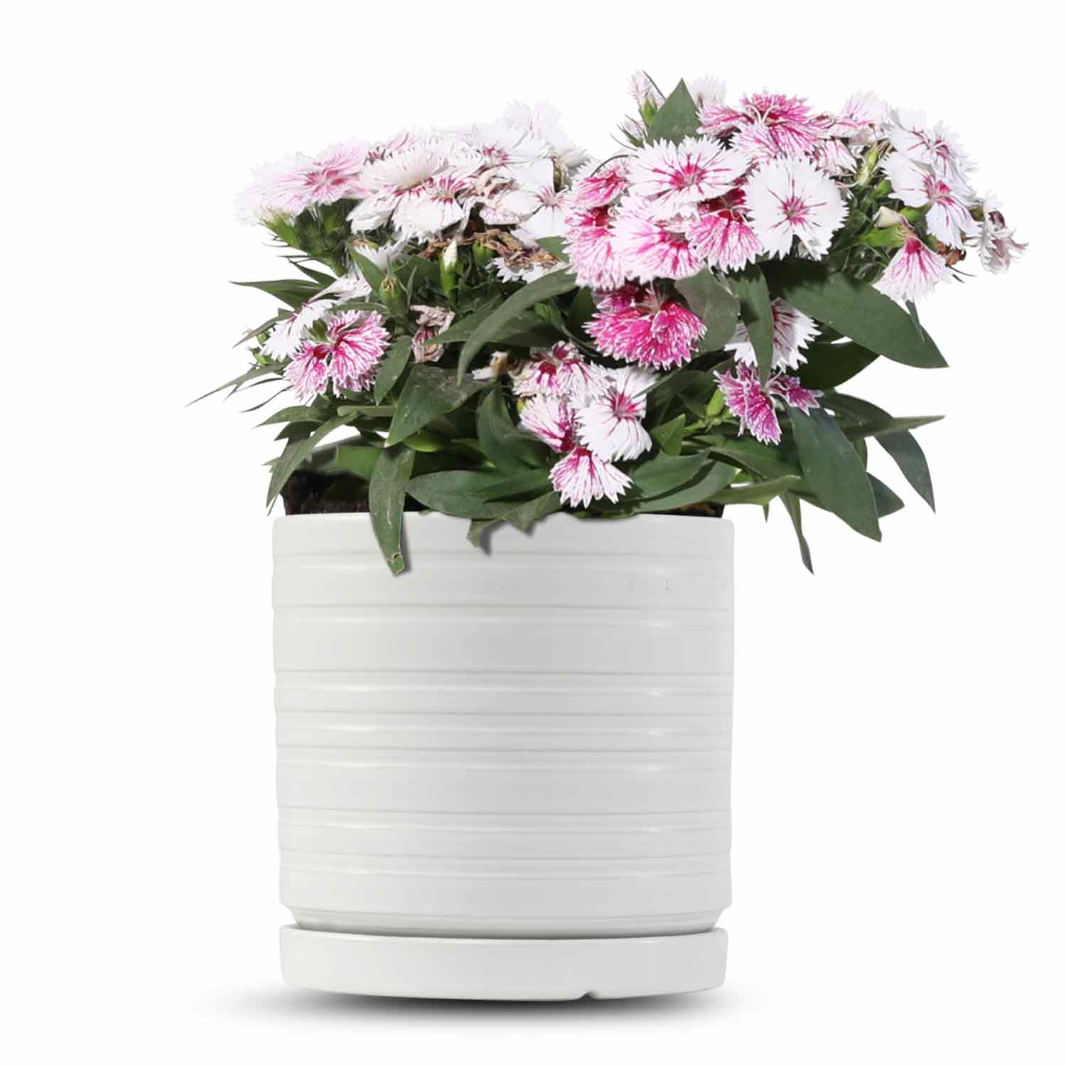 כלי לבן פסים