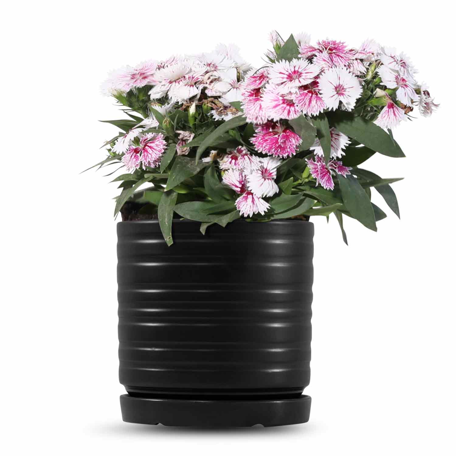 כלי שחור פסים