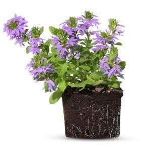 סקיבולה (סגול)