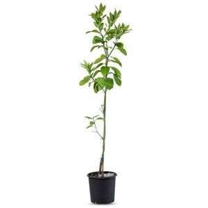 אשכולית אדומה