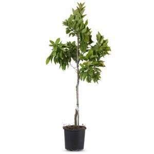 אשכולית לבנה