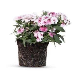 ציפורן אמריקאית מיקס צבעים