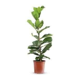 פיקוס כינורי