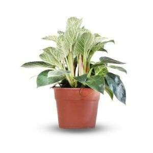 פילודנדרון בירקין