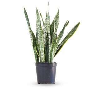 סנסיווריה חרבות ירוק\צהוב