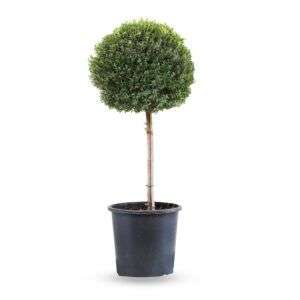 הדס מעוצב פומפון