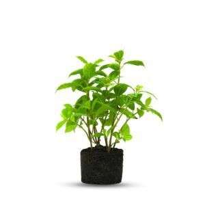 פפרומיה טטרגונה