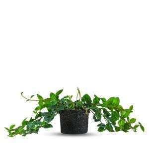 פפרומיה נשפכת