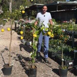 בחרו 3 עצים או שיחים ב-199 ש"ח