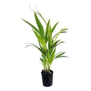 דקל אריקה | S