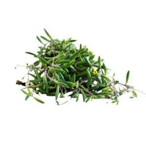 סנציו בננה פריחה צהובה