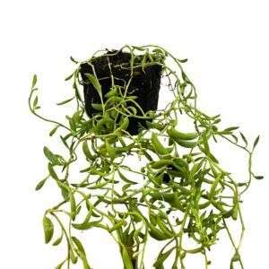 סנציו בננה קטן