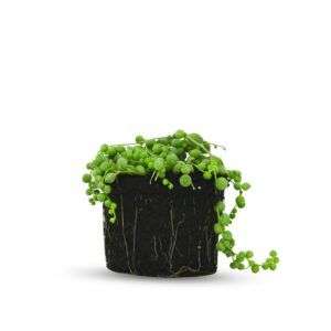 סנציו כדורי