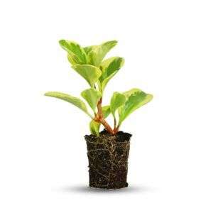 פפרומיה עלה גדול ירוק צהוב