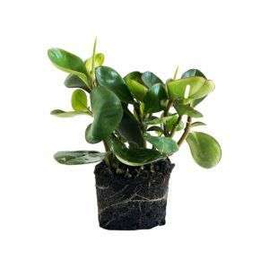 פפרומיה ירוקה עלה גדול