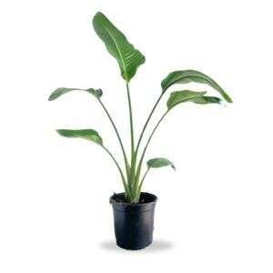 ציפור גן עדן