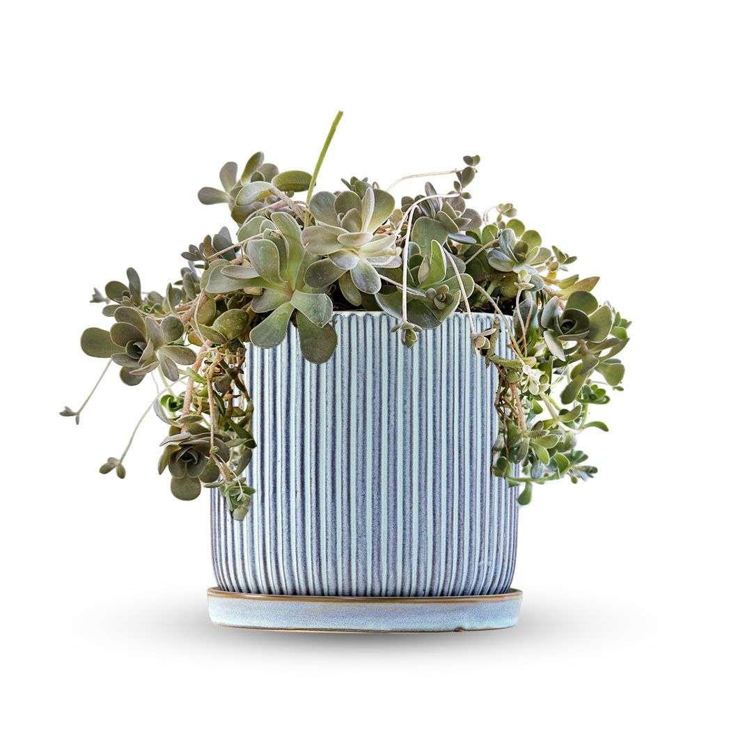 כלי כחול שמיים