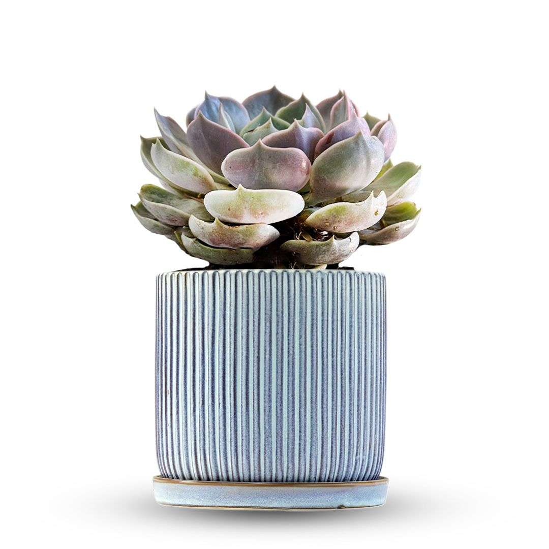 כלי כחול שמיים