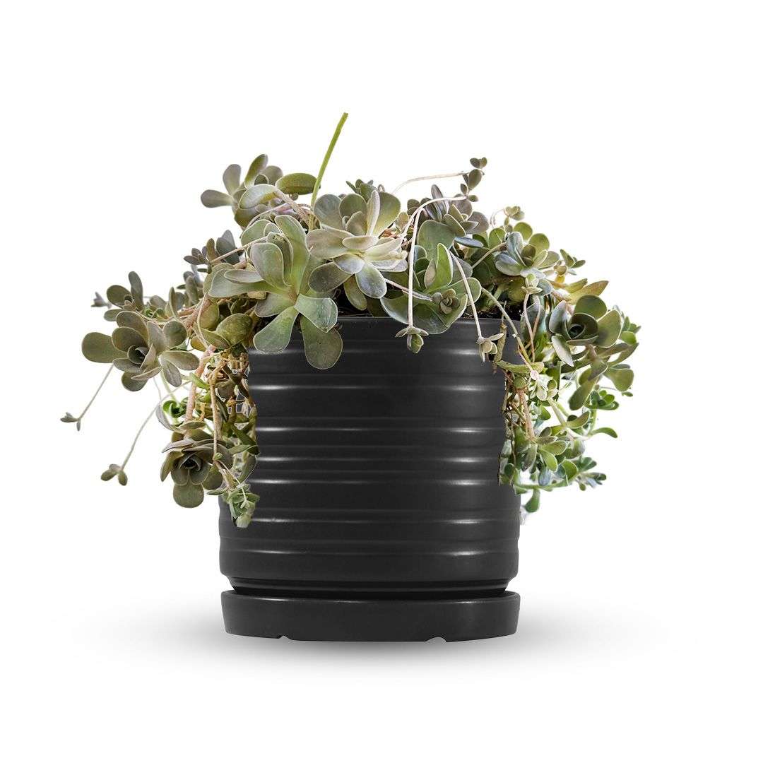 כלי שחור פסים