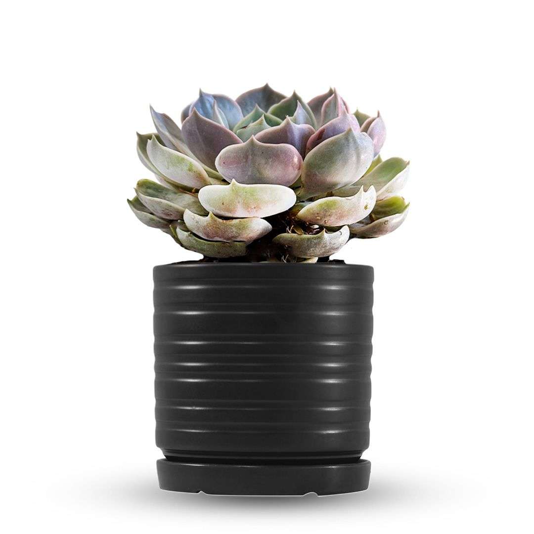 כלי שחור פסים