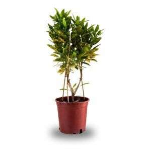 קרוטון מנוקד 10 ליטר