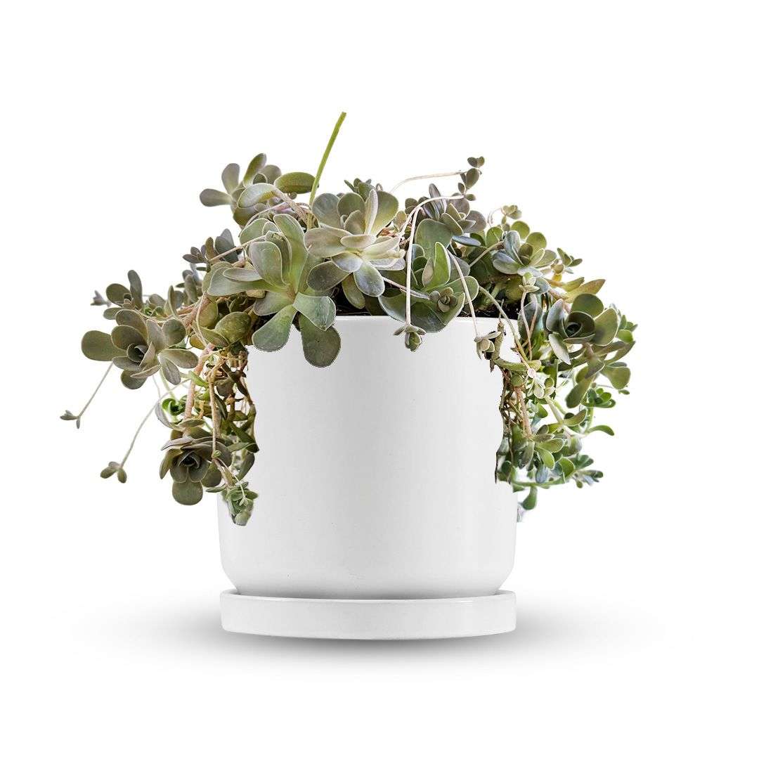 כלי לבן חלק