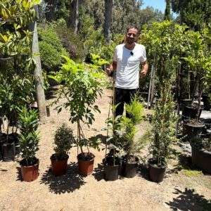 3 צמחי בית וחוץ ב 199 ש"ח