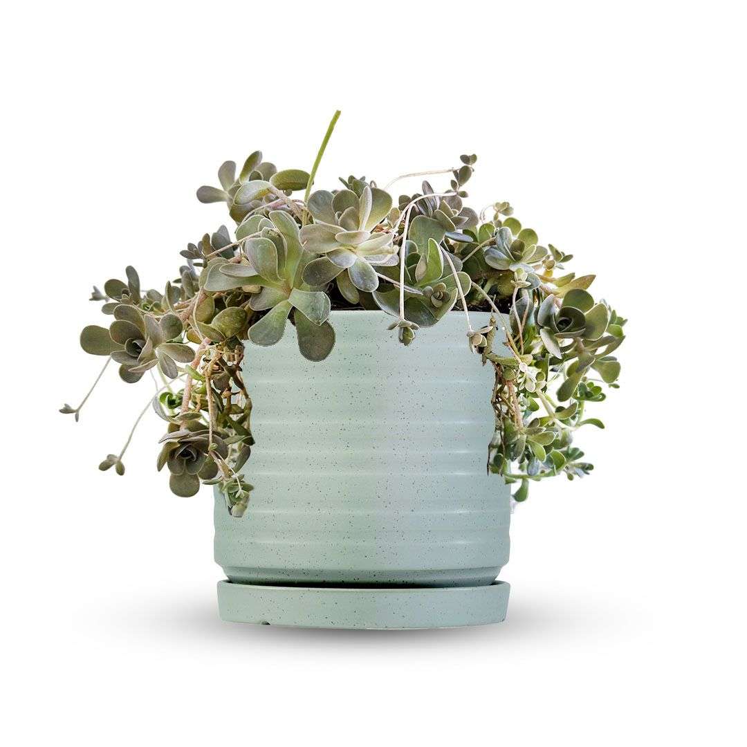 כלי ירוק בהיר נקודות-פסים