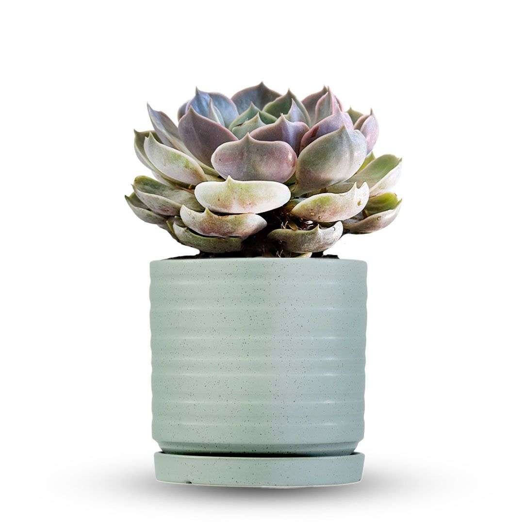 כלי ירוק בהיר נקודות-פסים