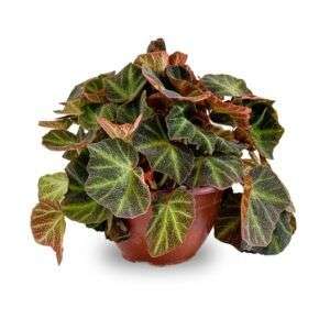 ביגוניה סולי מוטטה