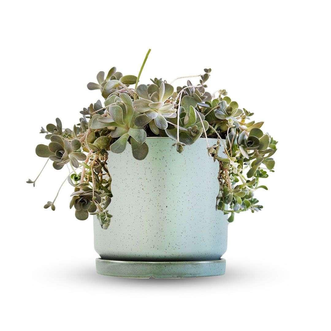 כלי ירוק בהיר נקודות