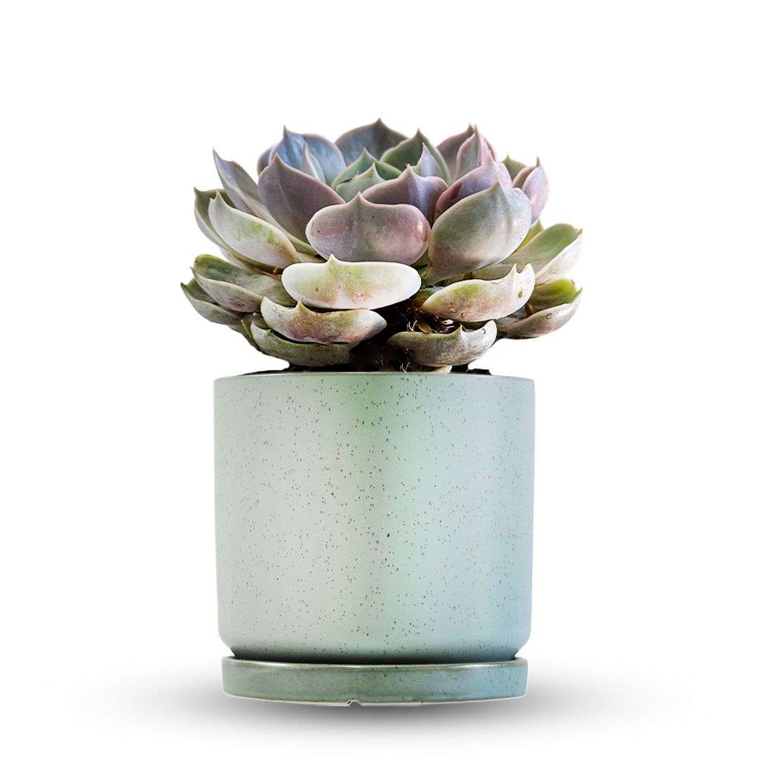 כלי ירוק בהיר נקודות