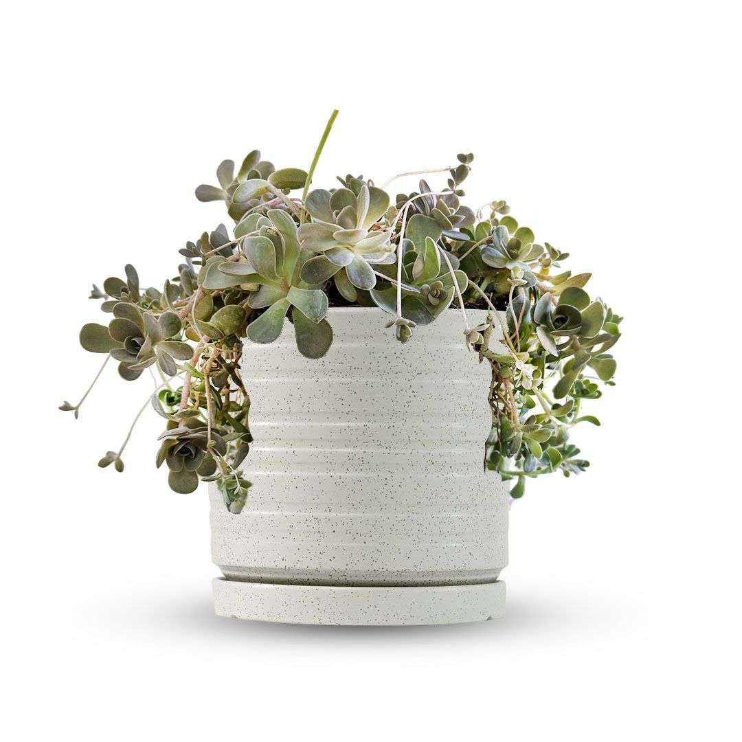 כלי שמנת נקודות