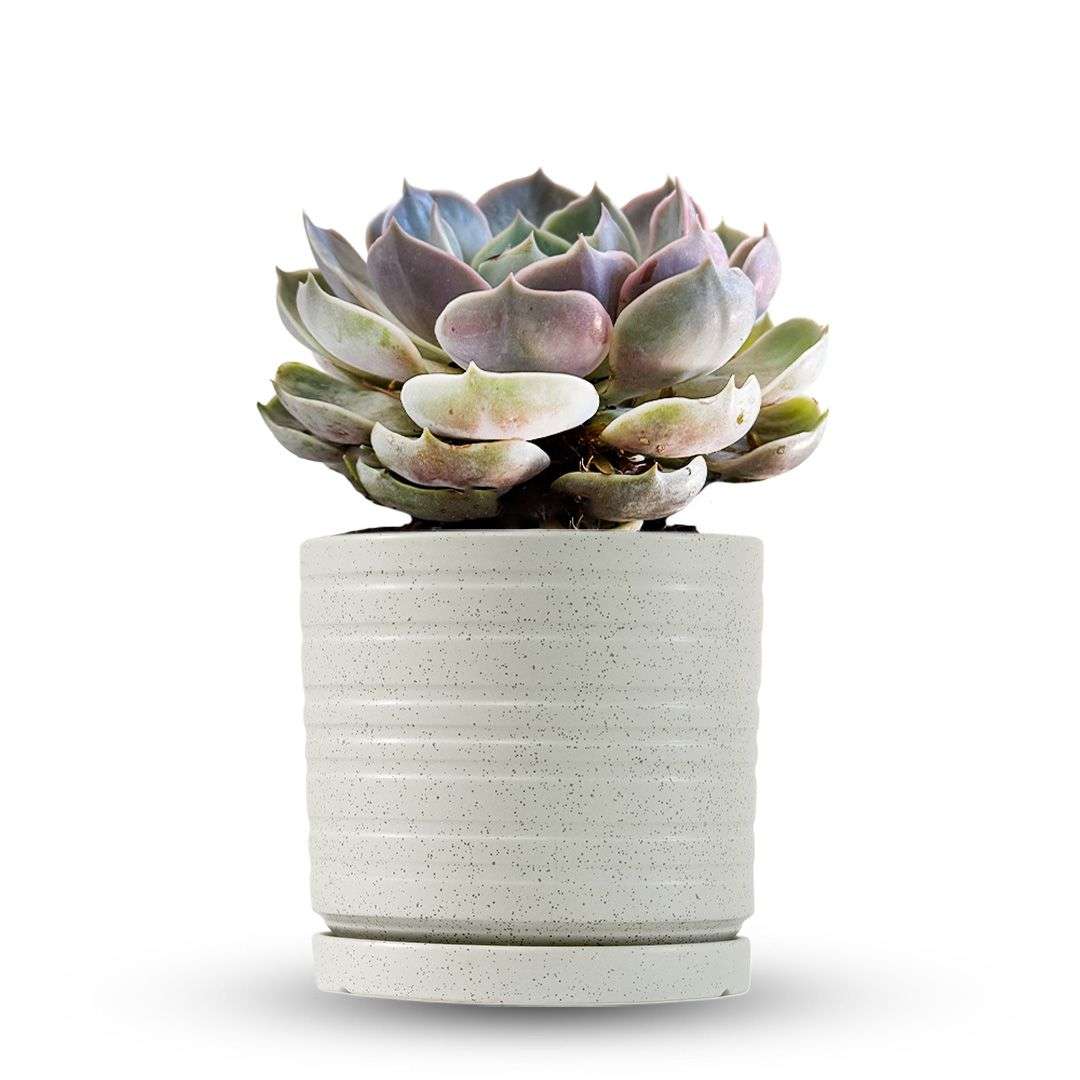 כלי שמנת נקודות