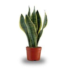 סנסיווריה קוטר 10