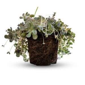 סוקולנט איוורנגה