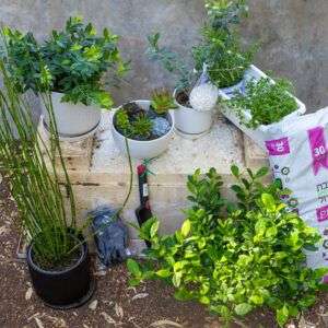 באנדל צמחי חוץ