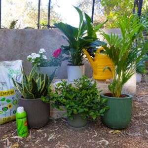 באנדל צמחי בית חוץ