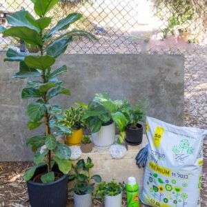 באנדל צמחי בית