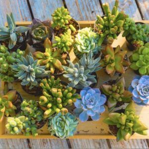 מגש סוקולנטים גודל קטן – 20 יחידות שונות ומרהיבות ב149 ש