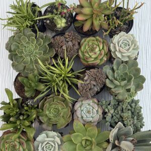 מגש סוקולנטים גודל בינוני– 20 יחידות שונות ומרהיבות ב279 ש"ח