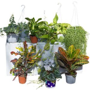 5 ב- 199 ש"ח- צמחי בית