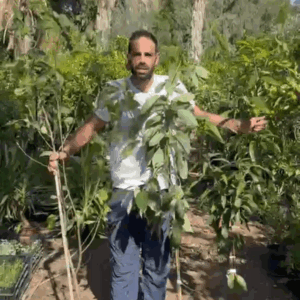 3 עצים(מנגו, אבוקדו, תפוח ענה) ב- 279 ש"ח