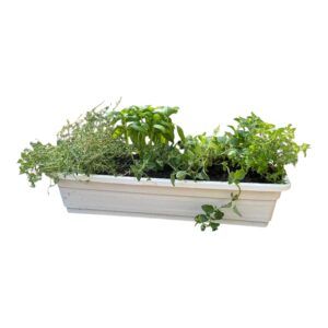 מארז אדנית- 4 תבלינים