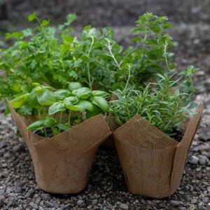 מארז אדנית- 2 תבלינים