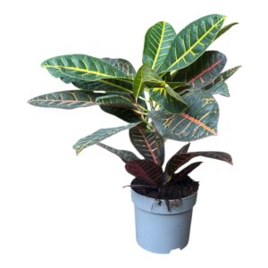 קרוטון פטרה- ע. 15