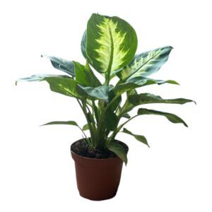 דפינבכיה | S