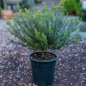 הדס טרנטיני